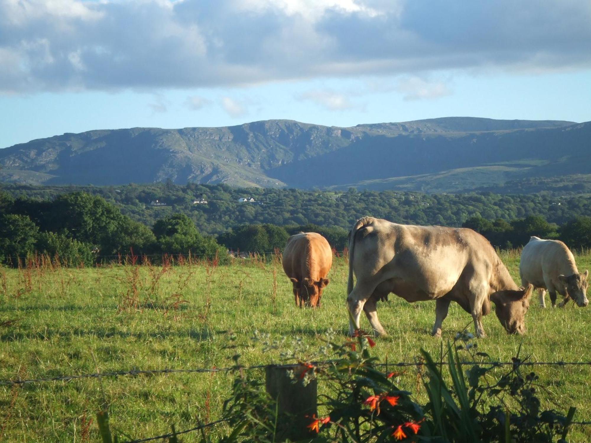 River Meadows B&B Kenmare Exterior foto