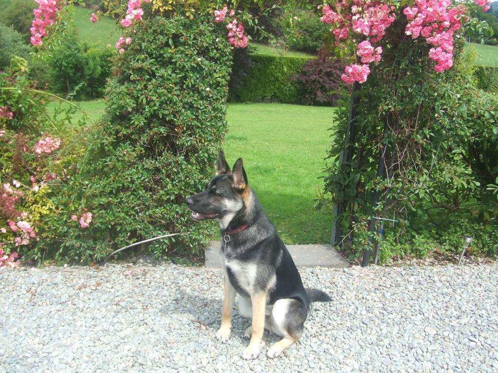 River Meadows B&B Kenmare Exterior foto
